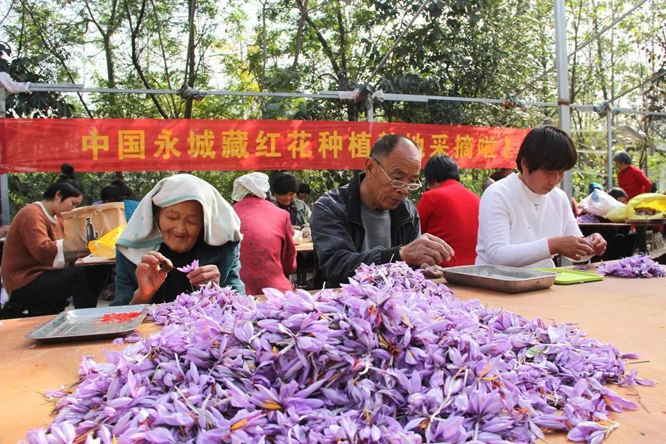 亳州白芷行情深度解析，市場走勢及行情概覽