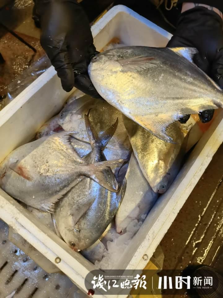 帶魚行情，一場(chǎng)海鮮盛宴的溫馨之旅