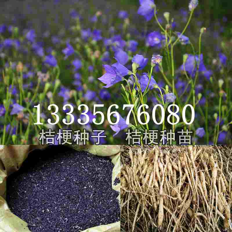桔梗種子價格揭秘，成長旅程與自信綻放之路