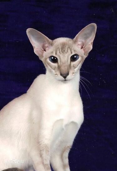 最新貓咪品種大全介紹