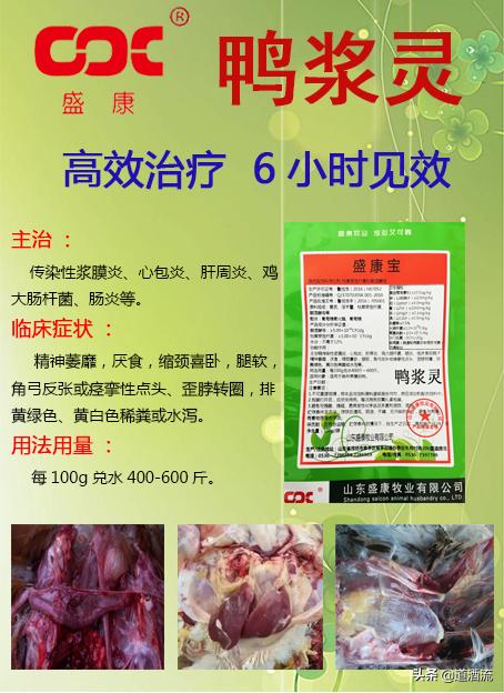 現(xiàn)在鴨苗行情詳解，選購、養(yǎng)殖與盈利的全方位指南