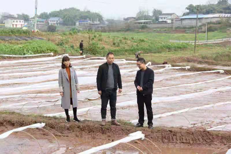 合川土場(chǎng)最新動(dòng)態(tài)更新，今日最新資訊速遞