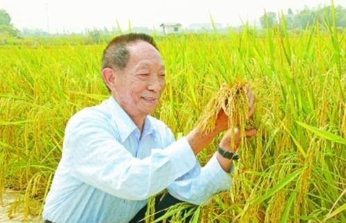 袁隆平最新科研進(jìn)展揭秘，突破性進(jìn)展引人矚目