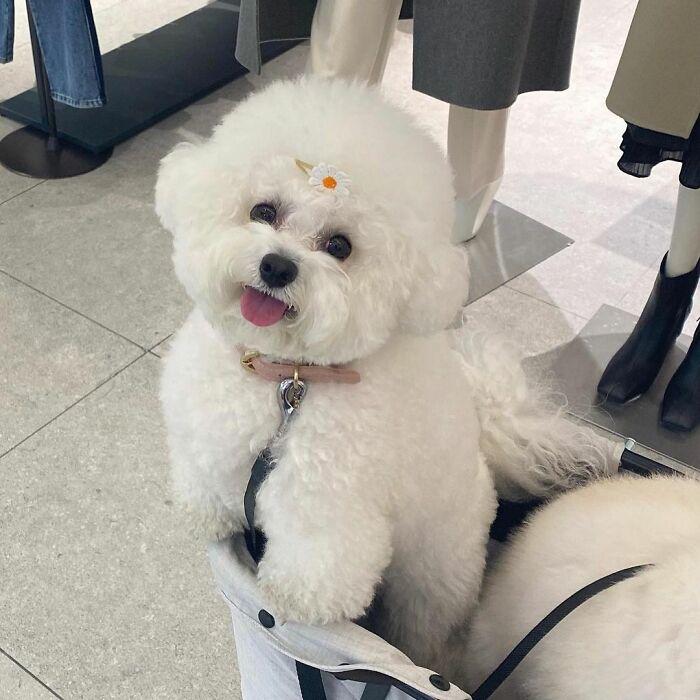 小巷中的寵物奇緣，比熊犬的價格探秘