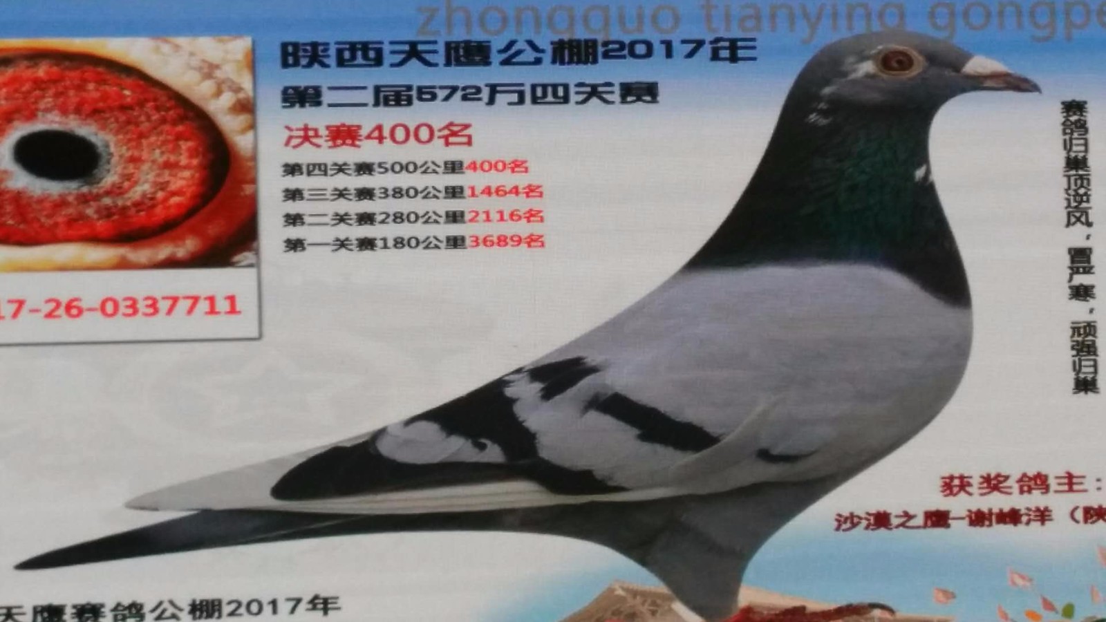 天鷹公棚歷程回顧，最新消息鑄就輝煌篇章