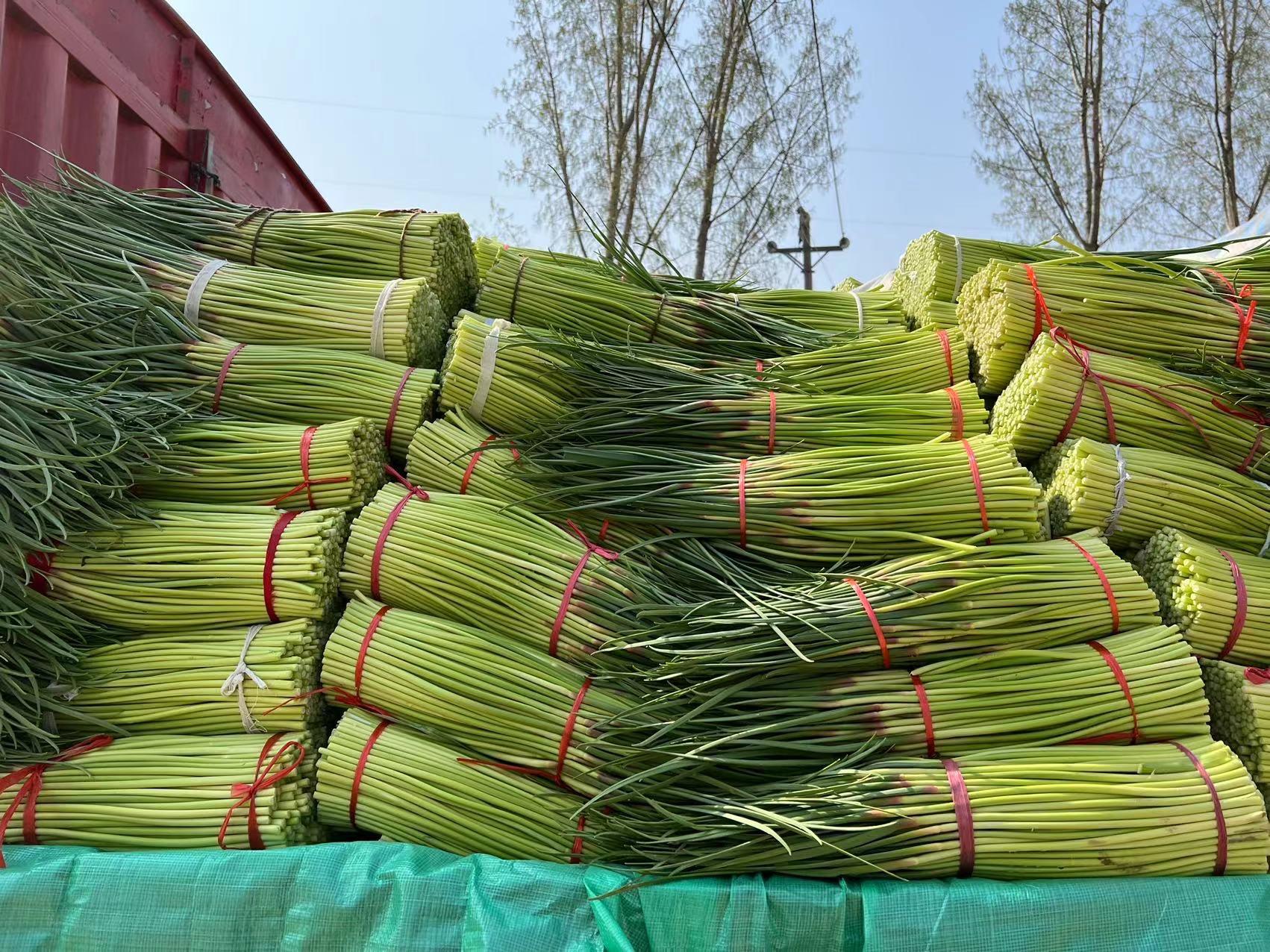 蒜薹價(jià)格最新行情，今日市場(chǎng)走勢(shì)與一段友情陪伴的溫馨故事