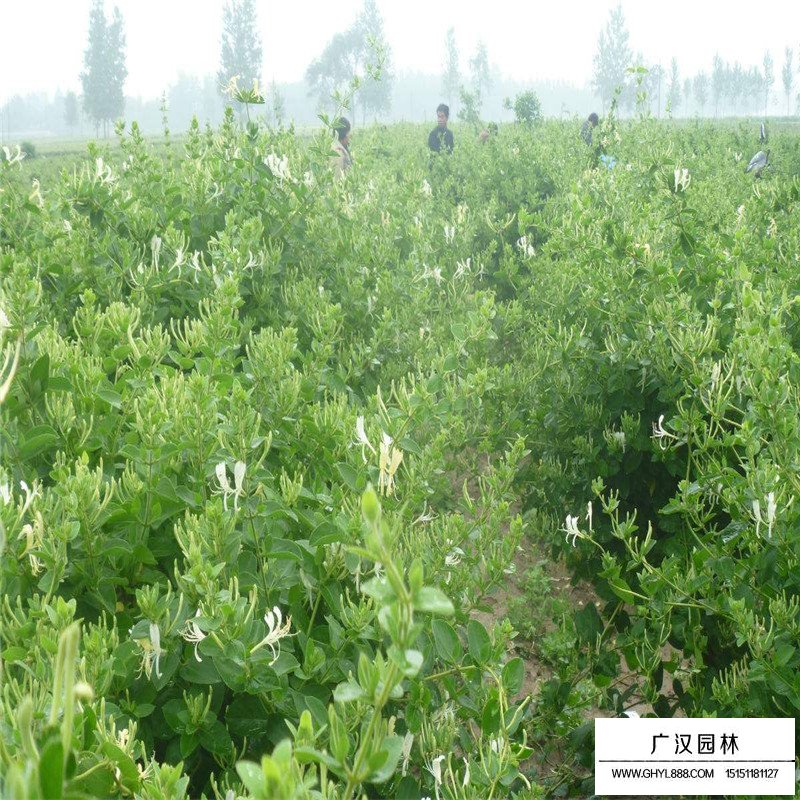 金銀花最新行情與機遇，價格變動中的自信與成就感之源