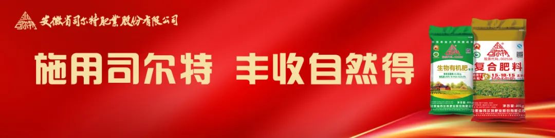 司爾特復(fù)合肥最新價(jià)格及小巷深處的綠色寶藏揭秘