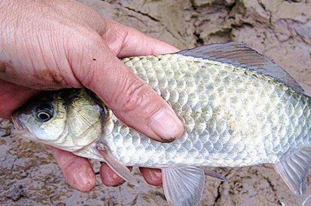 高科技智能魚探設(shè)備引領(lǐng)海洋探索新時(shí)代，最新魚訊速遞