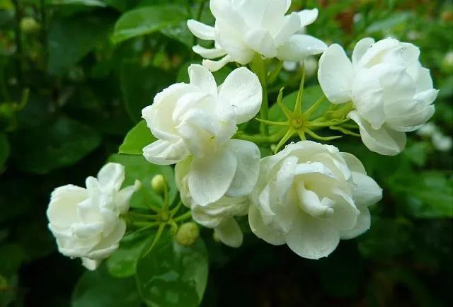 花香滿園最新章節(jié)獲取攻略，輕松閱讀新書章節(jié)的步驟