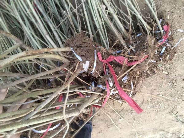 連翅最新價格深度解析，歷史背景、重要事件與地位探討