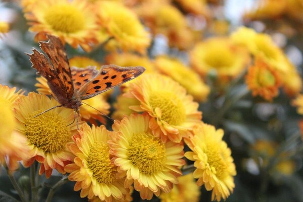 番茄最新作品，用學(xué)習(xí)之鑰，開啟自信與成就的大門