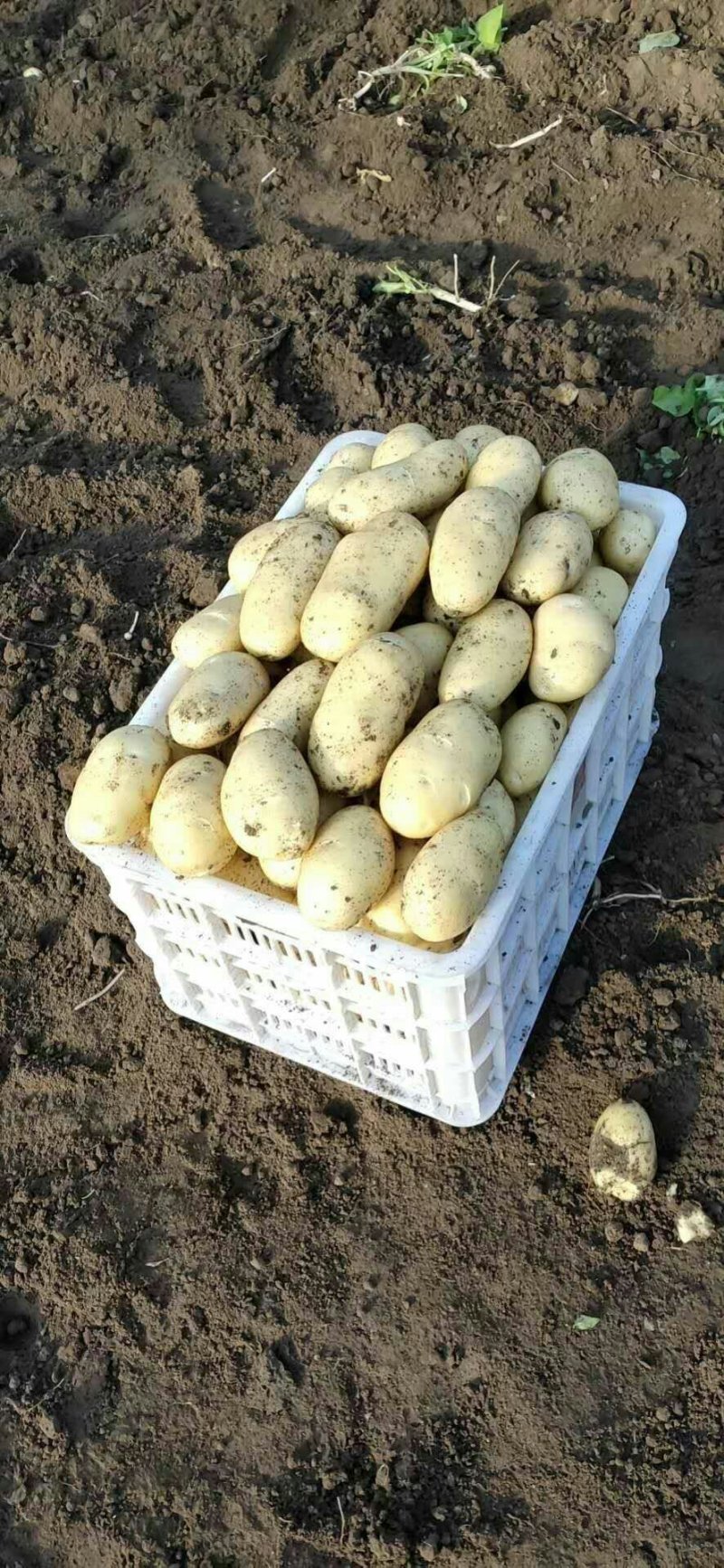 萊西土豆最新價(jià)格動(dòng)態(tài)，變化中的價(jià)值與學(xué)習(xí)中的力量