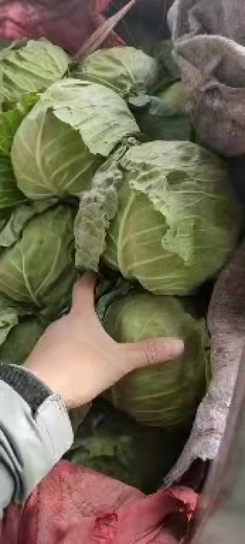 永年甘藍(lán)最新價(jià)格及市場(chǎng)走勢(shì)、種植要點(diǎn)與購(gòu)買(mǎi)指南全解析