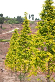 最新彩葉樹(shù)種種植與養(yǎng)護(hù)指南，從選種到養(yǎng)護(hù)一步到位！