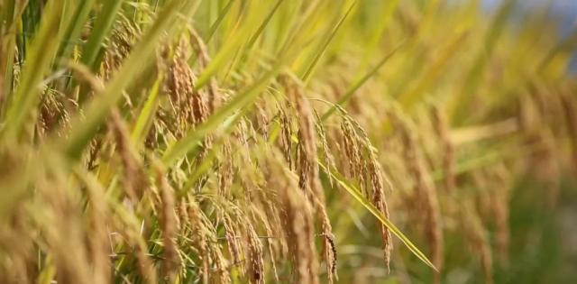 蒼南最新動(dòng)態(tài)，變化中的力量，學(xué)習(xí)鑄就自信與成就