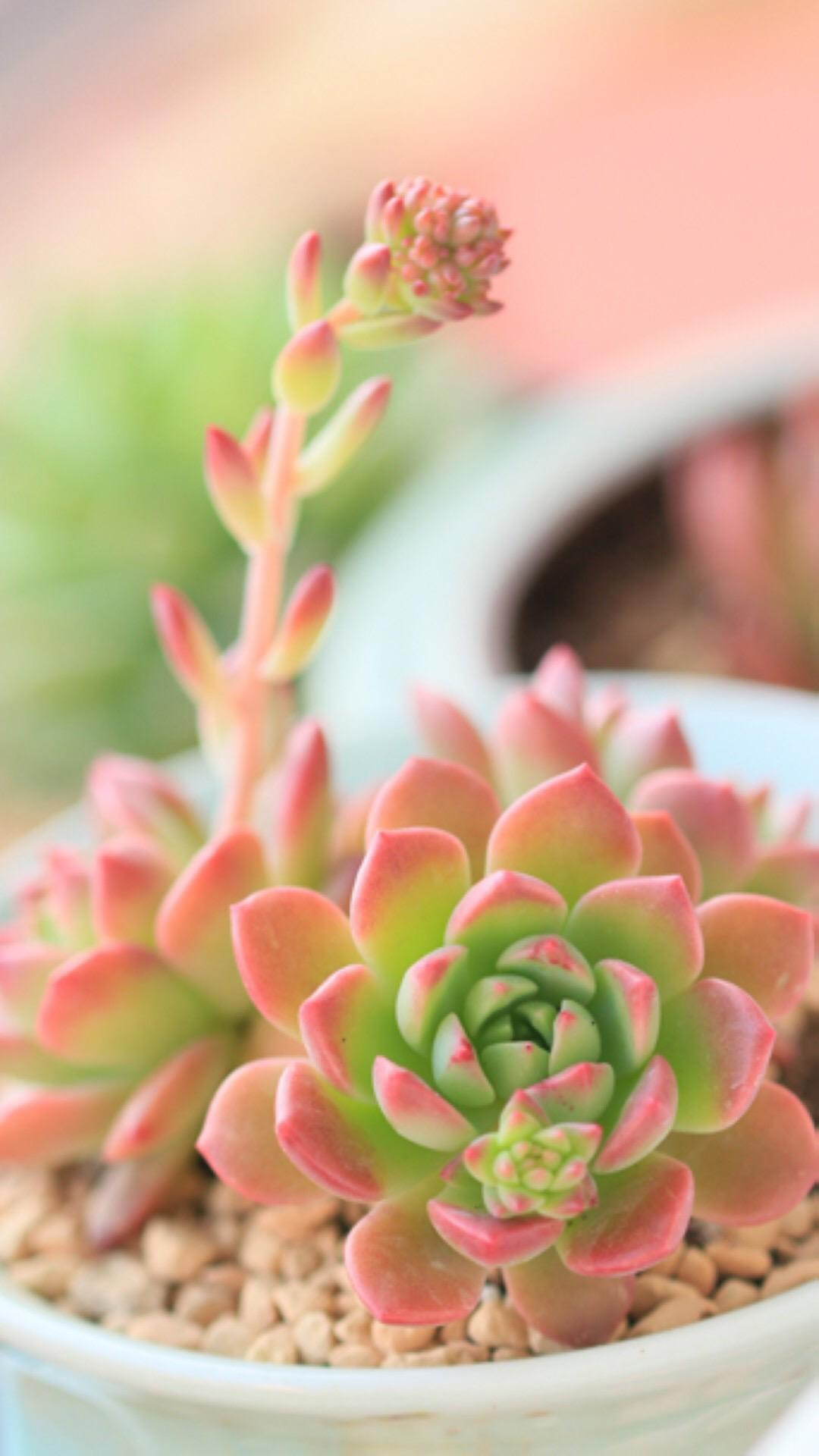 最新多肉植物，獨特的植物美學(xué)觀點探討