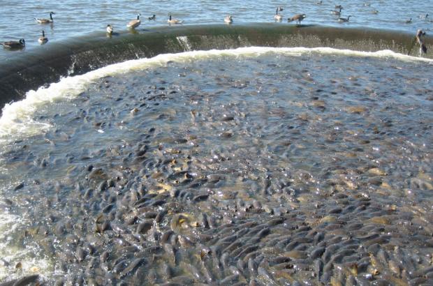 美國鯉魚成災(zāi)背后秘密揭秘，鯉魚泛濫與小巷獨(dú)特小店的故事