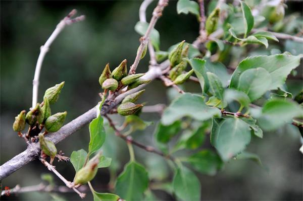 連翹最新價格走勢，機(jī)遇中的自信力量與自我成長展望