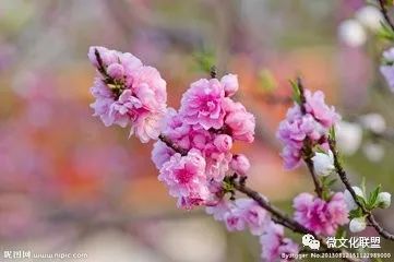 科技巔峰之作桃花開啟未來生活新紀元，最新章節(jié)預覽