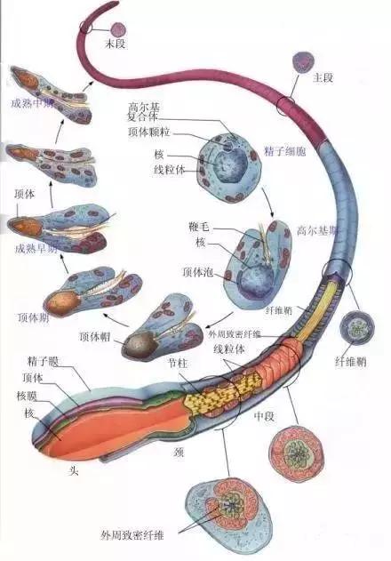 窩精子最新，小巷中的秘密風味探索