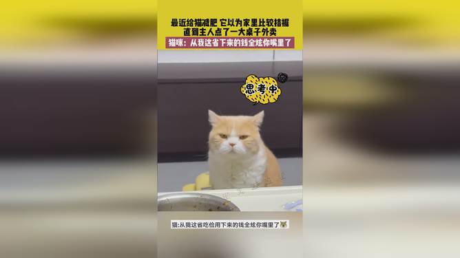 省貓任務(wù)輕松完成指南，最新技能學(xué)習(xí)與任務(wù)執(zhí)行詳細(xì)步驟