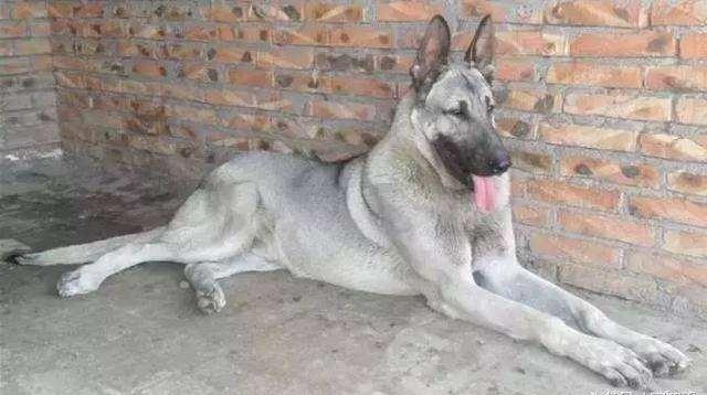 日本最新動(dòng)態(tài)，溫馨日常趣事與最新情報(bào)分享