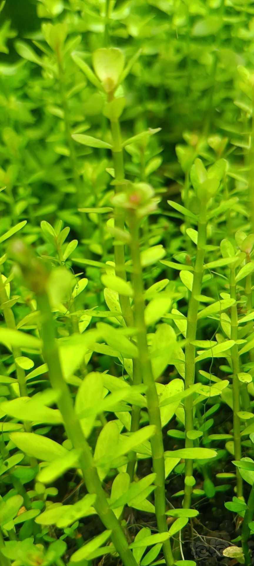 最新福利草草，自然美景之旅，探尋內(nèi)心平和與喜悅的旅程