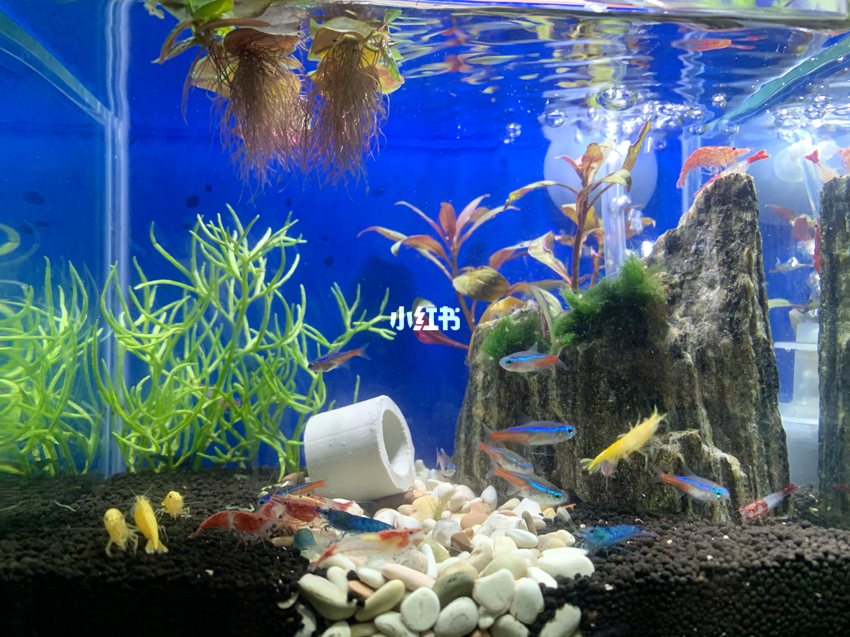 最新魚缸圖片，水族美學的時代變遷欣賞