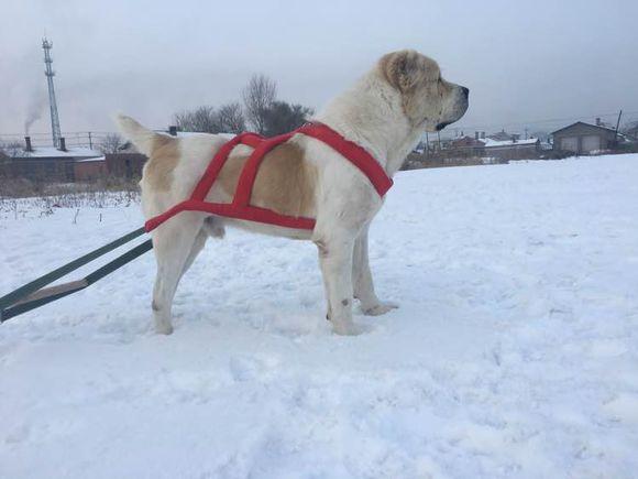 中亞犬，小巷深處的神秘秘境探索