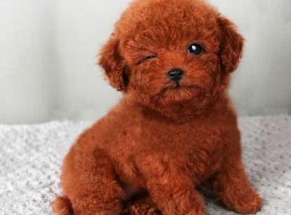 最新小鹿犬，趣事不斷，傳遞溫馨友誼與愛的小使者