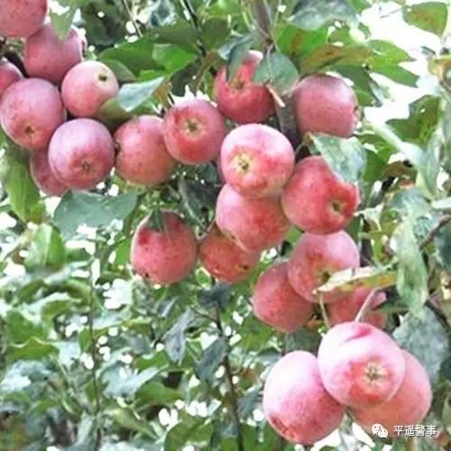 西太后愛心包最新系列，時尚與慈善的完美結(jié)合，展現(xiàn)獨特魅力風(fēng)采
