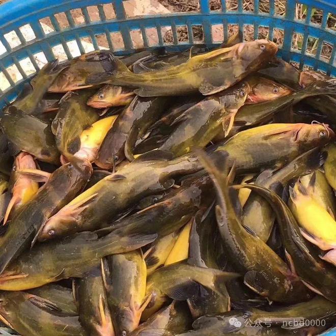 黃顙魚最新報(bào)價(jià)大全，專業(yè)指南與實(shí)時(shí)更新